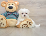 7 week old Maltese Puppy For Sale - Lone Star Pups