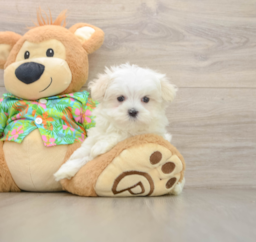 8 week old Maltese Puppy For Sale - Lone Star Pups