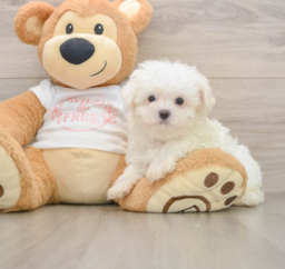 7 week old Maltese Puppy For Sale - Lone Star Pups