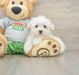 7 week old Maltese Puppy For Sale - Lone Star Pups