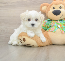 8 week old Maltese Puppy For Sale - Lone Star Pups