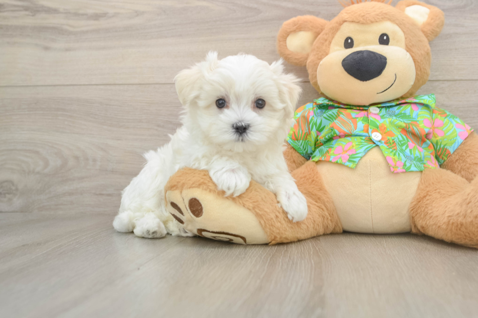 Maltese Puppy for Adoption