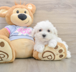 8 week old Maltese Puppy For Sale - Lone Star Pups