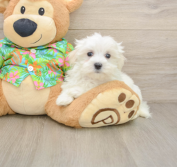 8 week old Maltese Puppy For Sale - Lone Star Pups