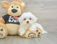 8 week old Maltese Puppy For Sale - Lone Star Pups