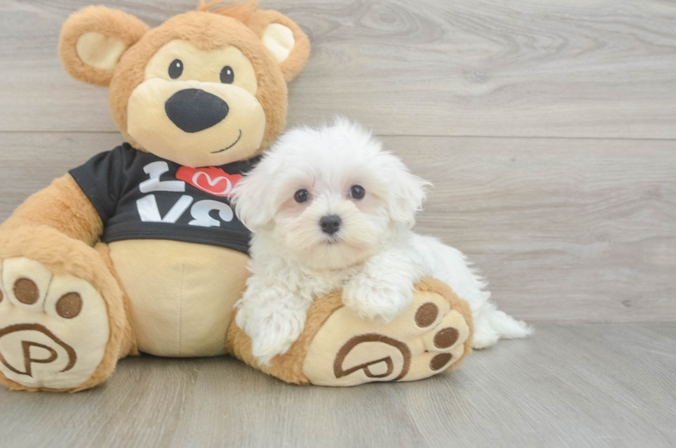 9 week old Maltese Puppy For Sale - Lone Star Pups
