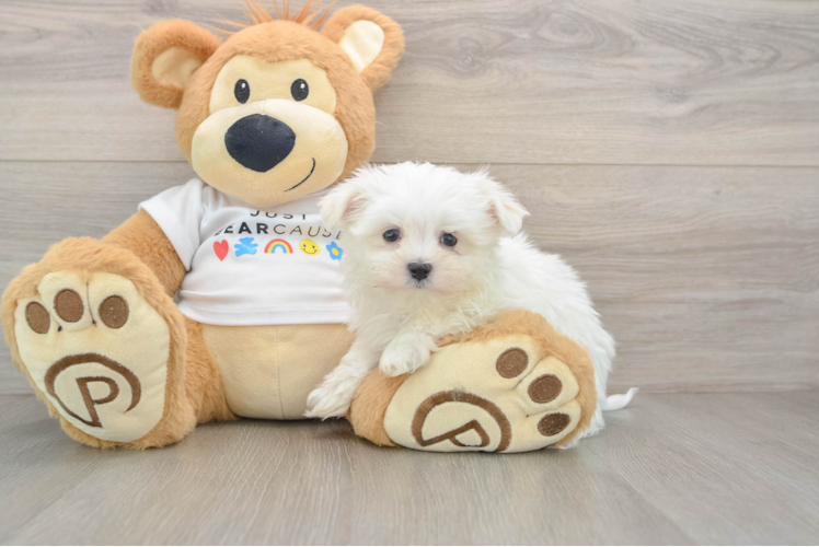 Happy Maltese Purebred Puppy
