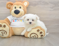 8 week old Maltese Puppy For Sale - Lone Star Pups