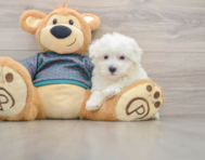 8 week old Maltese Puppy For Sale - Lone Star Pups