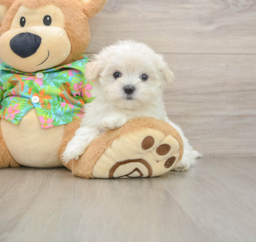 8 week old Maltese Puppy For Sale - Lone Star Pups