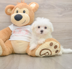 8 week old Maltese Puppy For Sale - Lone Star Pups