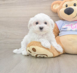 8 week old Maltese Puppy For Sale - Lone Star Pups