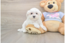Maltese Puppy for Adoption