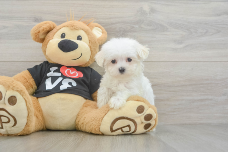 Maltese Pup Being Cute