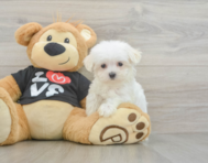 8 week old Maltese Puppy For Sale - Lone Star Pups