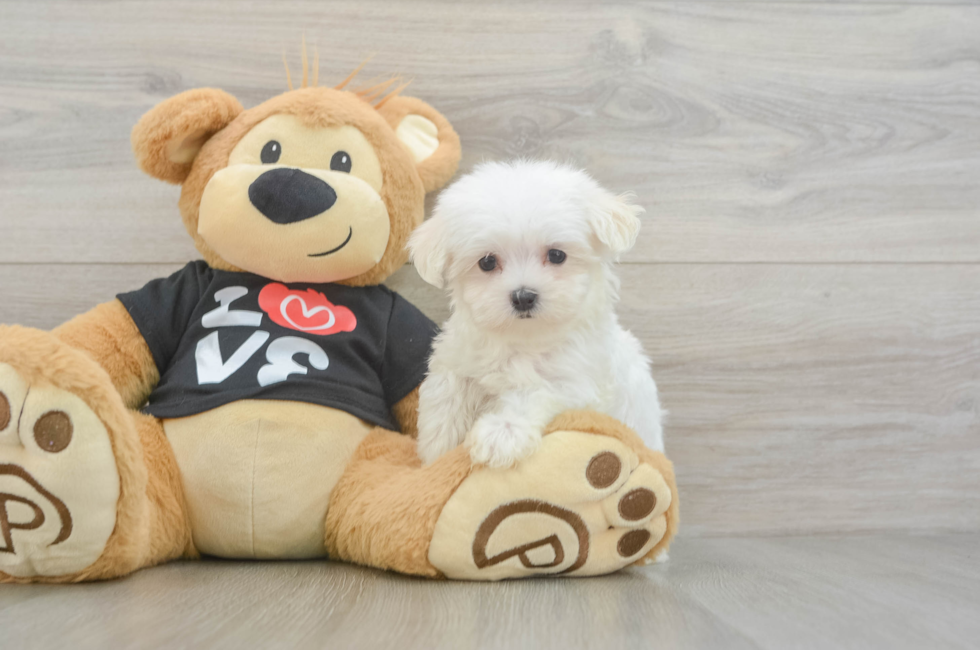 8 week old Maltese Puppy For Sale - Lone Star Pups