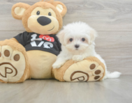 8 week old Maltese Puppy For Sale - Lone Star Pups