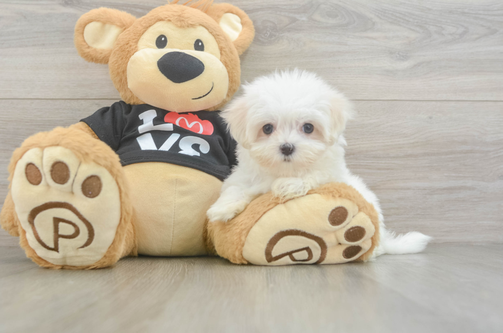 9 week old Maltese Puppy For Sale - Lone Star Pups
