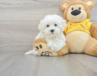 8 week old Maltese Puppy For Sale - Lone Star Pups