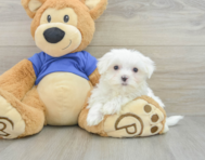 8 week old Maltese Puppy For Sale - Lone Star Pups