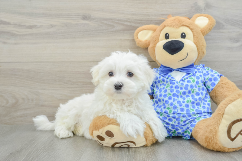 Meet Maddox - our Maltese Puppy Photo 1/3 - Lone Star Pups