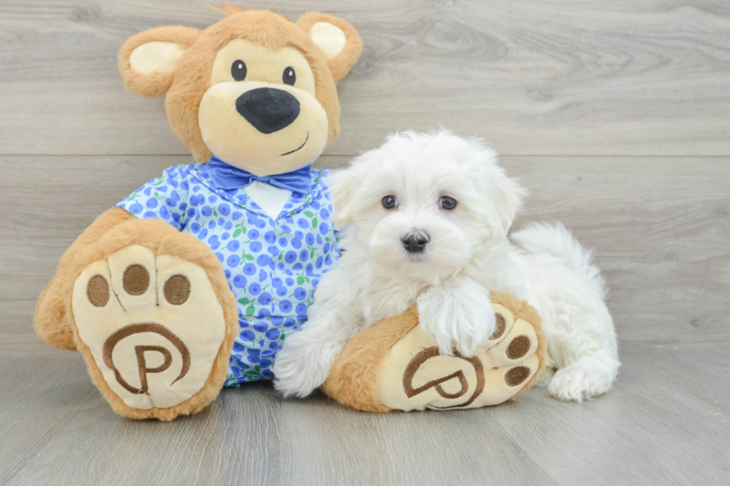 Meet Maddox - our Maltese Puppy Photo 3/3 - Lone Star Pups