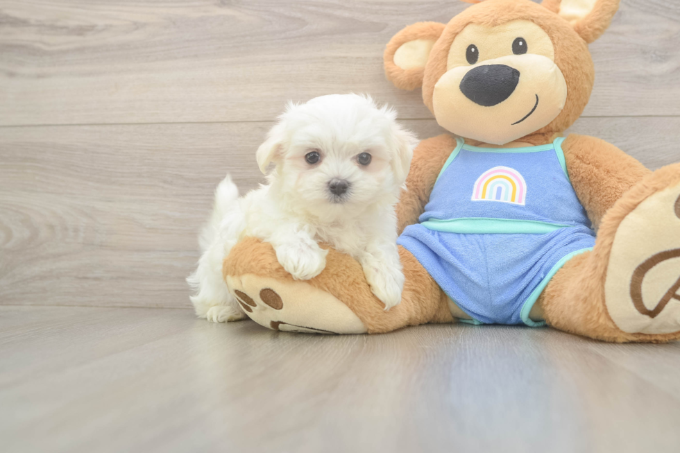 Meet Maddox - our Maltese Puppy Photo  2/3 - Lone Star Pups Petite Maltese Purebred Puppy