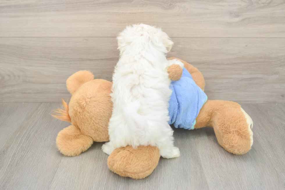 Meet Maddox - our Maltese Puppy Photo  3/3 - Lone Star Pups Best Maltese Baby