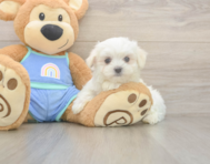 7 week old Maltese Puppy For Sale - Lone Star Pups