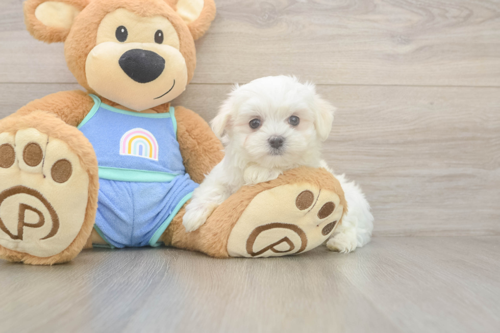 Meet Maddox - our Maltese Puppy Photo  1/3 - Lone Star Pups Maltese Pup Being Cute