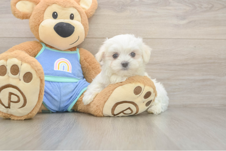 Meet Maddox - our Maltese Puppy Photo  1/3 - Lone Star Pups Maltese Pup Being Cute