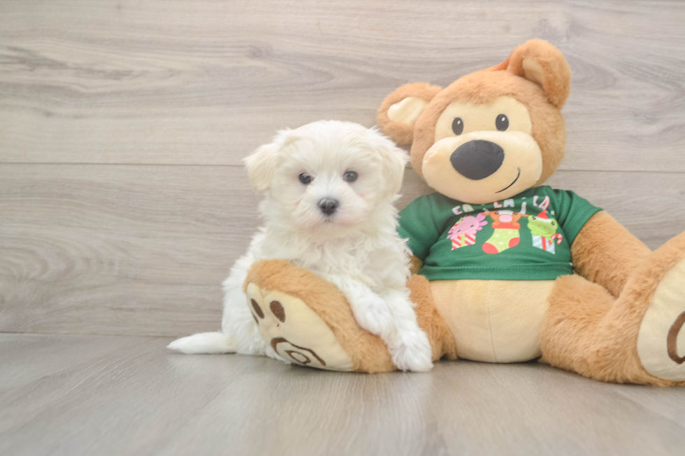 Maltese Pup Being Cute