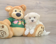 10 week old Maltese Puppy For Sale - Lone Star Pups