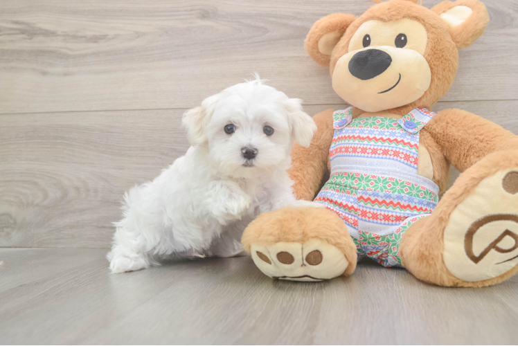 Sweet Maltese Purebred Puppy