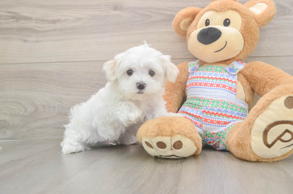 7 week old Maltese Puppy For Sale - Lone Star Pups