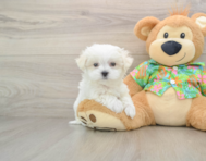 7 week old Maltese Puppy For Sale - Lone Star Pups
