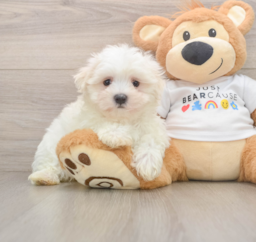 7 week old Maltese Puppy For Sale - Lone Star Pups