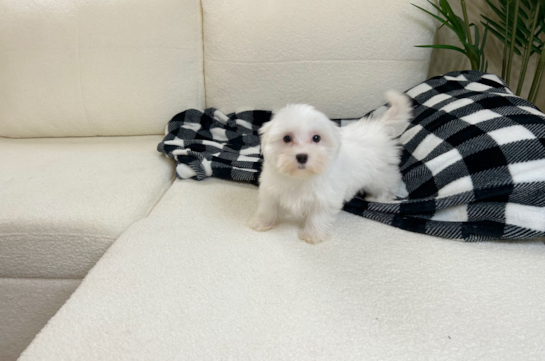 Best Maltese Baby