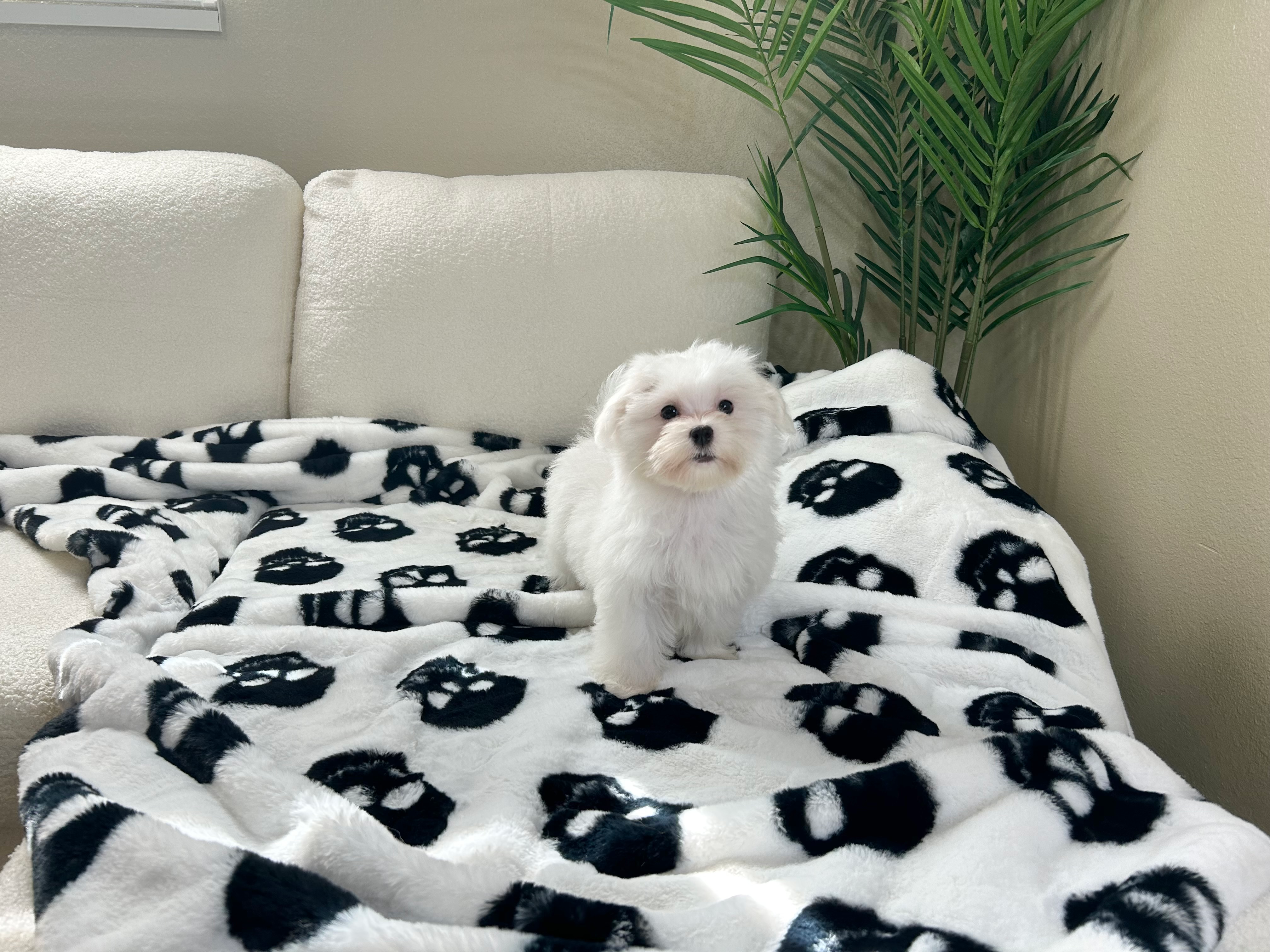 Maltese Pup Being Cute