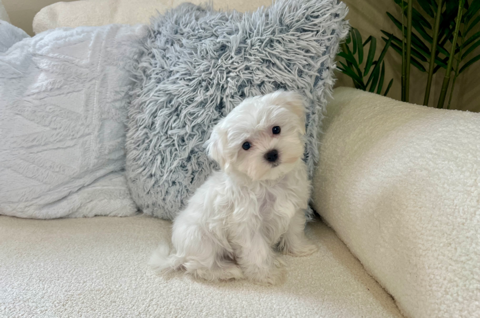 11 week old Maltese Puppy For Sale - Lone Star Pups