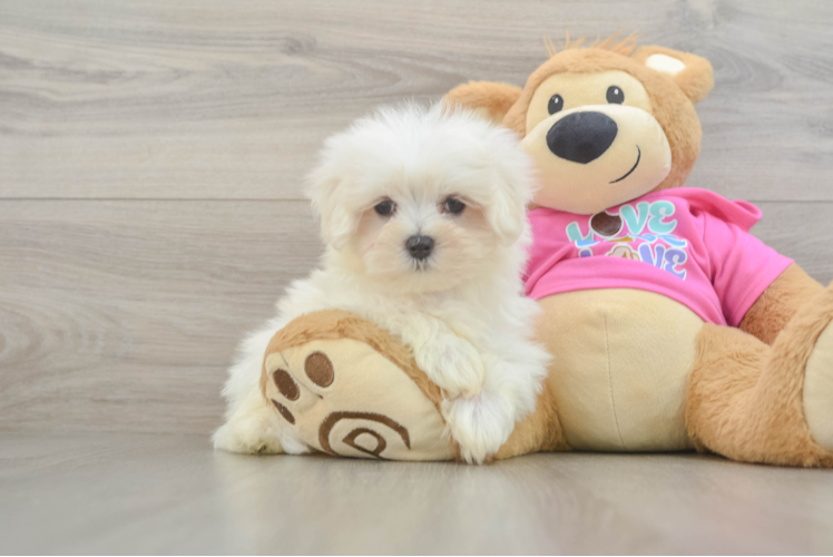 Maltese Puppy for Adoption