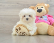 8 week old Maltese Puppy For Sale - Lone Star Pups
