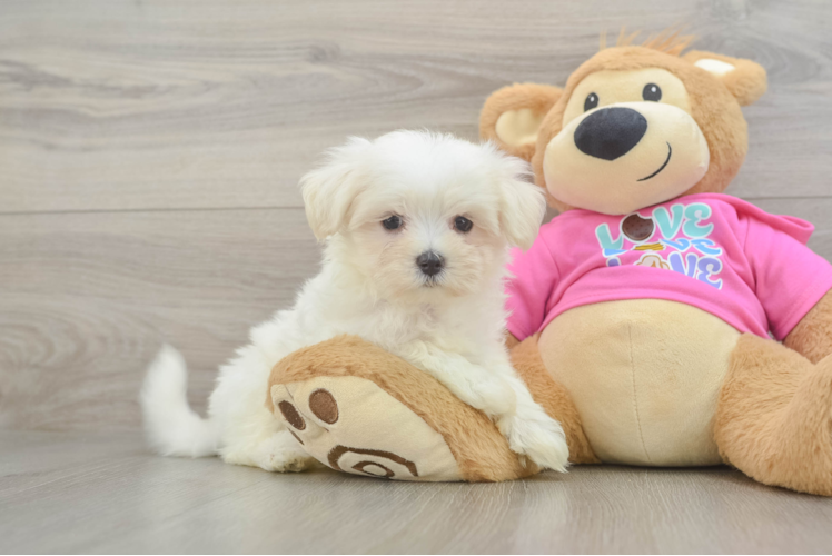 Maltese Puppy for Adoption