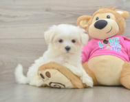 8 week old Maltese Puppy For Sale - Lone Star Pups
