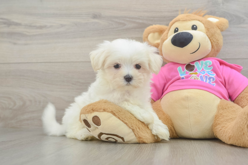Maltese Puppy for Adoption