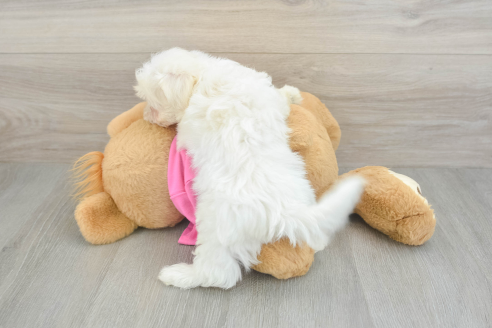 Maltese Puppy for Adoption