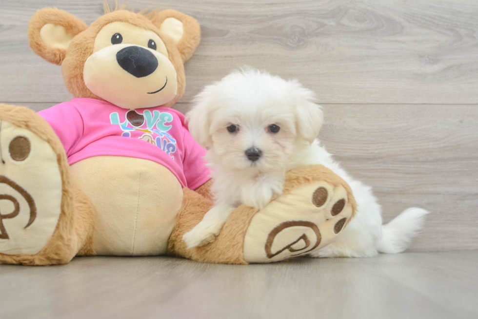 Smart Maltese Purebred Puppy
