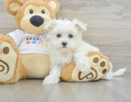 8 week old Maltese Puppy For Sale - Lone Star Pups