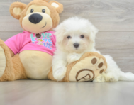 8 week old Maltese Puppy For Sale - Lone Star Pups