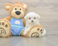 7 week old Maltese Puppy For Sale - Lone Star Pups